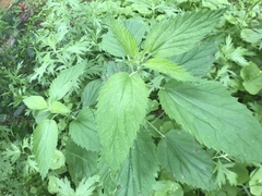 Agromyza pseudoreptans