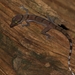 Cyrtodactylus disjunctus - Photo (c) ronnaphon engchuan, osa oikeuksista pidätetään (CC BY-NC), lähettänyt ronnaphon engchuan