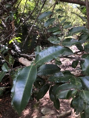 Landolphia kirkii