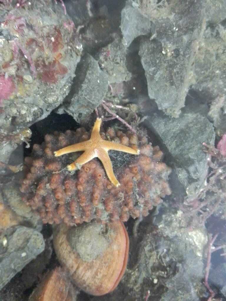 Syncarpa