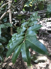 Landolphia kirkii