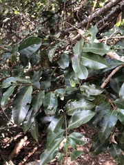 Landolphia kirkii