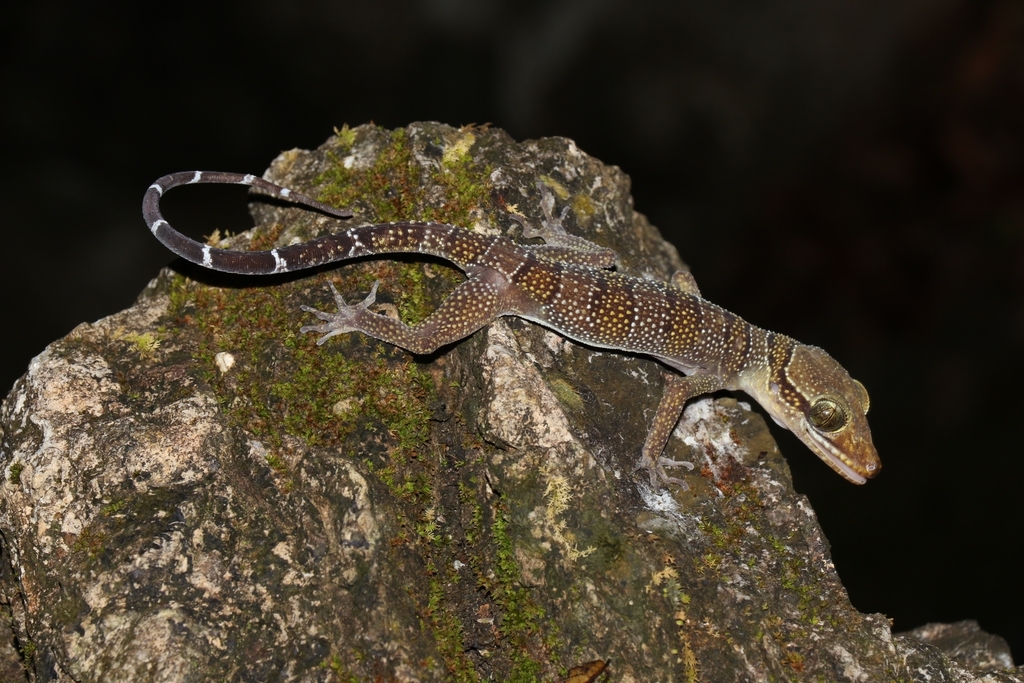 Stardust Bent-toed Gecko