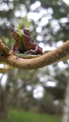 Dendropsophus bogerti
