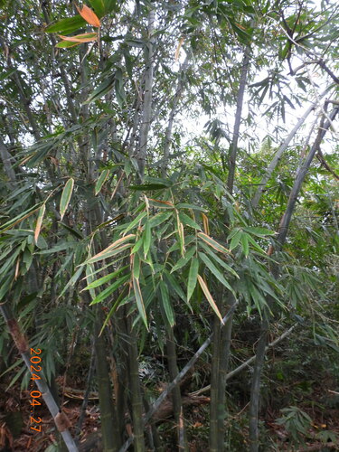 Image of Dendrocalamus latiflorus by (c) Chen Jia Hong, some rights reserved (CC BY)