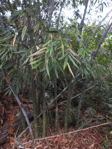 Image of Dendrocalamus latiflorus by (c) Chen Jia Hong, some rights reserved (CC BY)