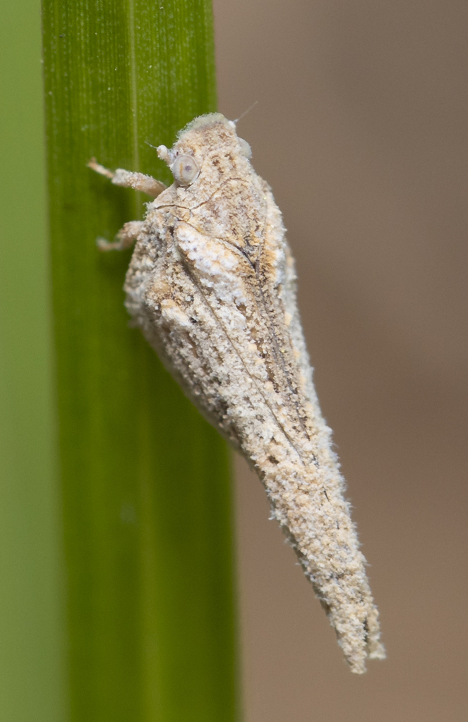 Cyarda