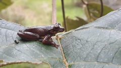 Dendropsophus bogerti