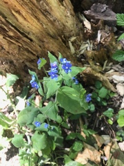 Pentaglottis sempervirens