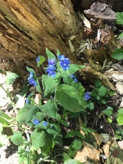 Pentaglottis sempervirens