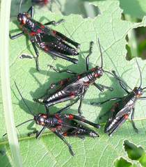 Chromacris speciosa