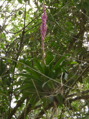 Tillandsia lucida