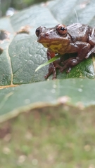 Dendropsophus bogerti