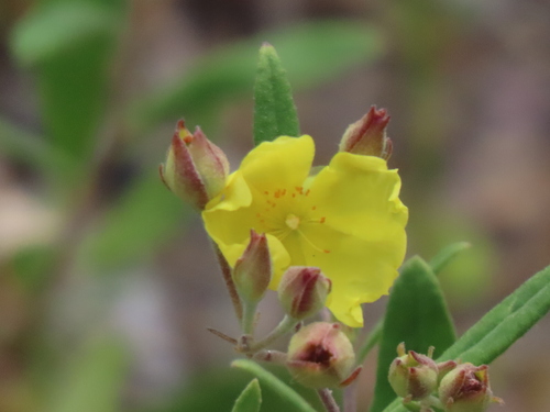 Image of Crocanthemum georgianum by no rights reserved