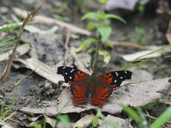Hypanartia kefersteini