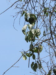 Anemopaegma chrysanthum
