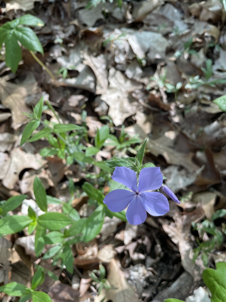 blue phlox from Mechanicsburg Rd, Wooster, OH, US on April 29, 2024 at 0547 PM by Timothy Frey