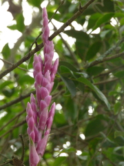 Tillandsia lucida