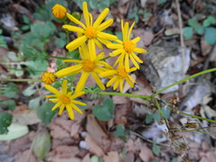 Packera coahuilensis