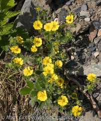 Potentilla × villosula