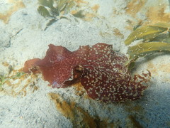 Sparlingia pertusa