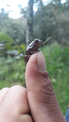 Dendropsophus bogerti