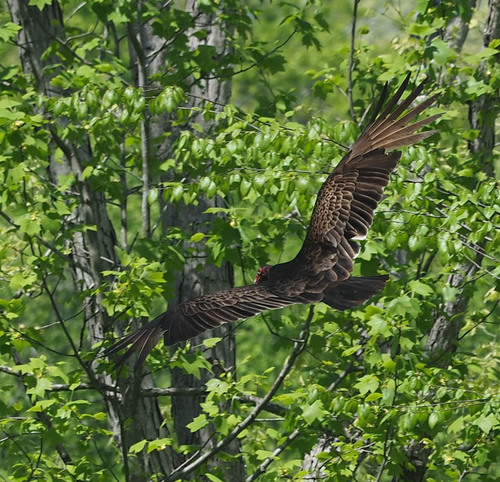 Turkey Vulture photographed in Virginia
