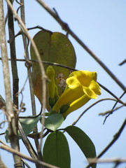 Anemopaegma chrysanthum