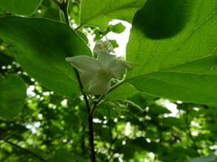 Styrax platanifolius