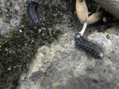 Astylus aulicus