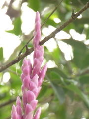 Tillandsia lucida