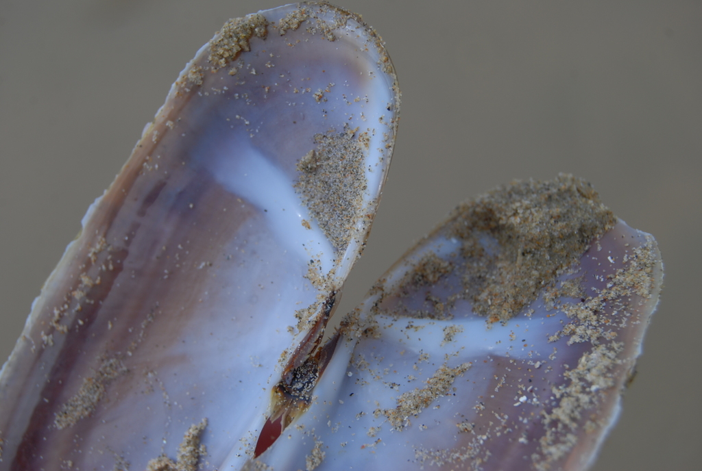Siliqua