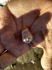 Conasprella perplexa