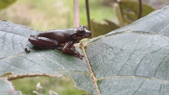 Dendropsophus bogerti