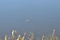 Actinemys marmorata marmorata