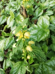 Lamium galeobdolon montanum