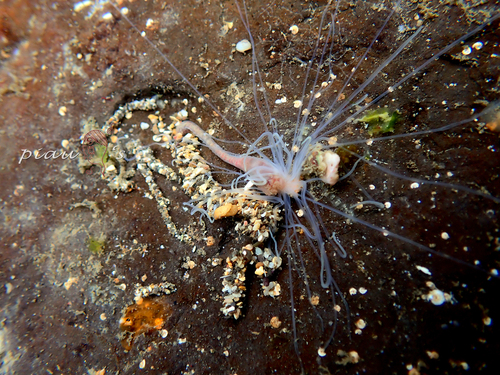 Medusa Worm