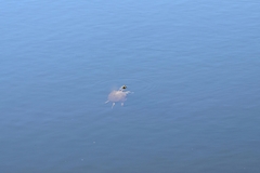 Actinemys marmorata marmorata