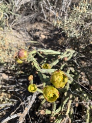Cylindropuntia thurberi versicolor
