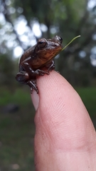 Dendropsophus bogerti