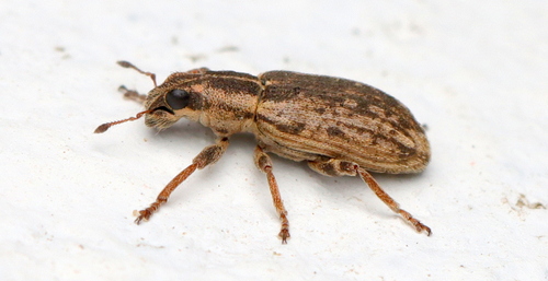 Representative image of Sitona discoideus