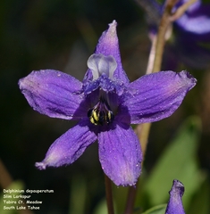 Delphinium depauperatum