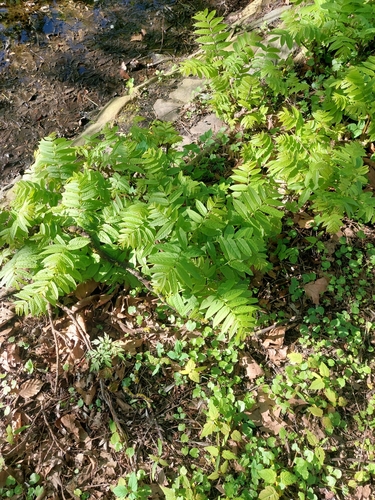 Image of Pterocarya fraxinifolia by (c) E. Borchert, some rights reserved (CC BY)