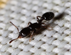 Temnothorax schaumii