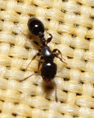Temnothorax schaumii