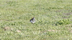 Charadrius vociferus