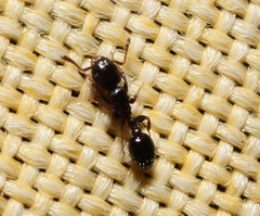 Temnothorax schaumii