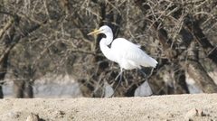 Ardea alba
