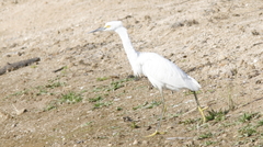 Egretta thula