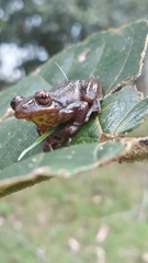 Dendropsophus bogerti